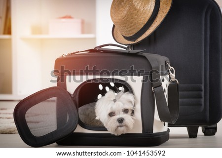 Small dog maltese sitting in his transporter or bag and waiting for a trip
