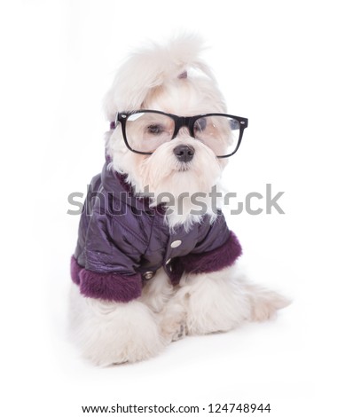 Cute and fluffy young Maltese puppy, wearing violet dog coat and glasses