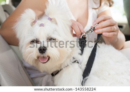 Owner of the dog attaching safety leash to harness to make a journey safe