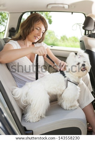 Owner Of The Dog Attaching Safety Leash To Harness To Make A Journey Safe