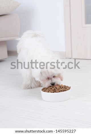 Little dog maltese eating his food from a bowl in home
