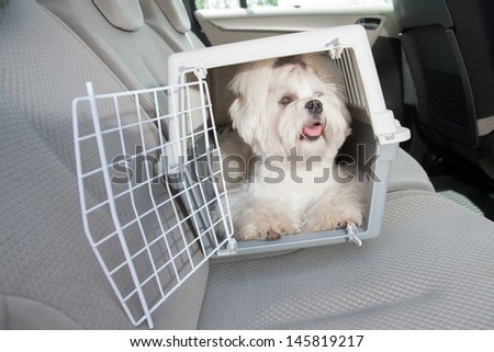 Small Dog Maltese Sitting Safe In The Car On The Back Seat In A Safety Crate