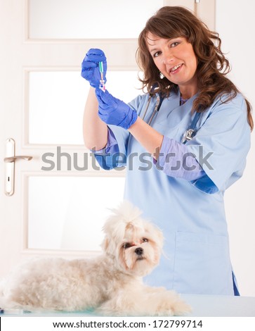 Smiling vet preparing vaccination for dog maltese