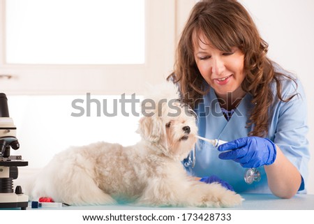 Beautiful woman vet with toothpaste trying to clean tooth of maltese dog in the treatment room