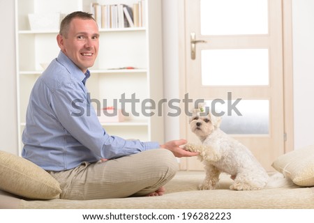 Little dog maltese sitting with his owner on the sofa in home and giving a paw