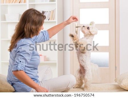 Cute and fluffy young Maltese puppy, standing on hind legs