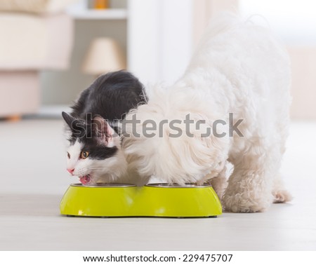 Little dog maltese and black and white cat eating food from a bowl in home
