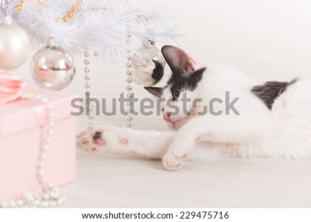Cute little Little cat sitting with Christmas gifts and playing with Christmas tree ornaments