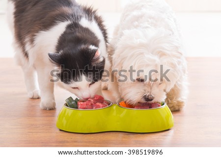 Little dog maltese and black and white cat eating natural, organic food from a bowl at home