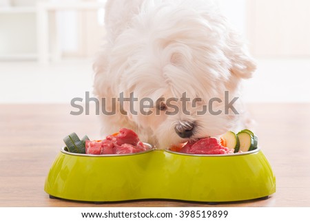 Little dog maltese eating natural, organic food from a bowl at home