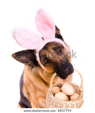 Easter Dog Pictures