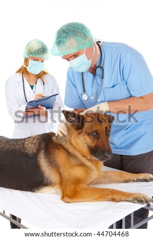 Vet and assistant examining dog, isolated on white