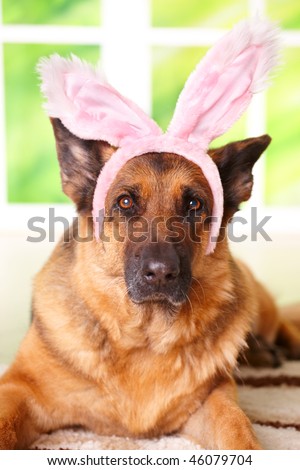 Easter bunny dog, German shepherd