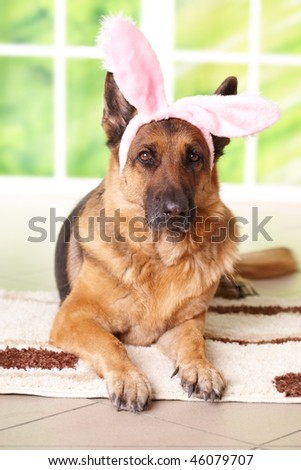 Easter bunny dog, German shepherd