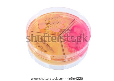 Petri plate with bacteria Escherichia Coli, Klebisiella Pneumoniae, Serratia Marascens isolated over white background