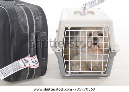 little dog in the airline cargo pet carrier waiting at the airport after a long journey