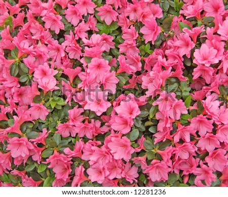 The spring flower, cool background