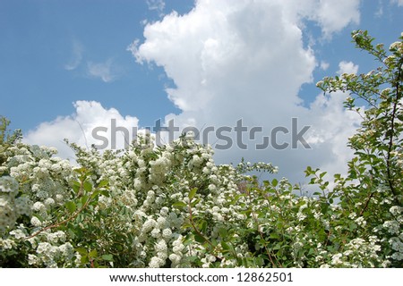 Flowers and Sky (landscape)