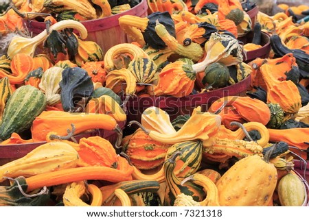 Colorful Autumn Gourds in baskets at a road side farm stand market