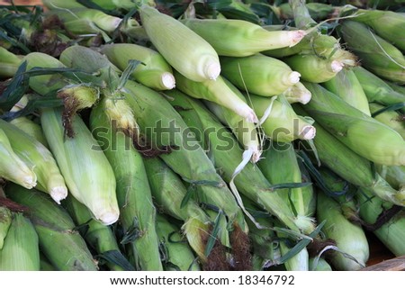 Fresh picked corn at the farm stand