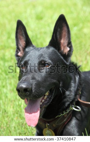 Bavarian born and bred German shepard working canine police dog