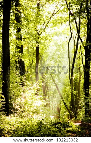 Footpath in beech forest in the morning