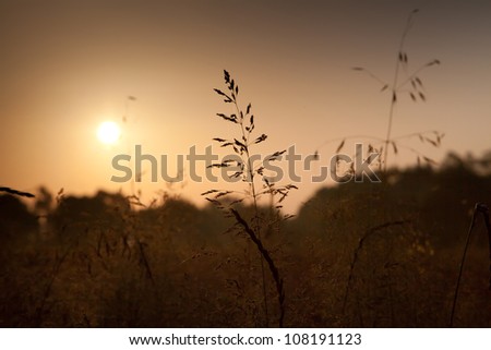 Plants in the rays of the rising sun