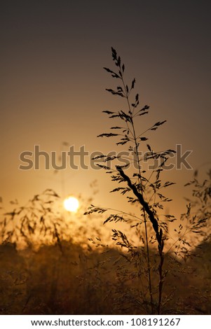 Plants in the rays of the rising sun