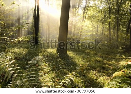Forest in the morning sun
