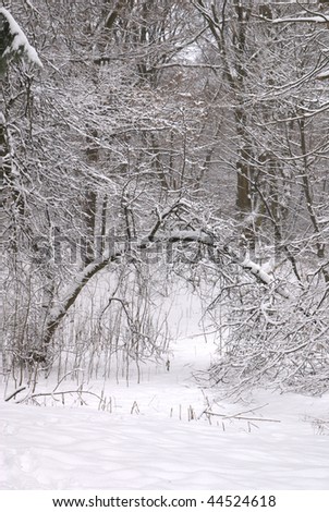 Bent tree in winter forest