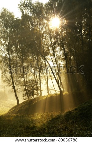 Sunlight through the trees and mist