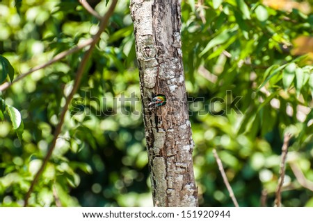 Hungry baby woodpecker in the tree house