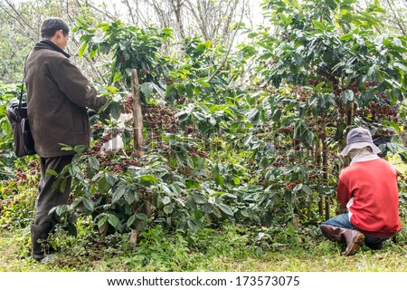 CHIANG-MAI ,THAILAND-JANUARY 14:Unidentified coffee farmer are harvesting arabica coffee berries in their coffee farm at Khun-wang village on January 14,2014 in Chiang-mai ,Thailand.