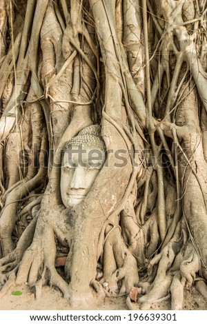 Stone buddha head covered by tree roots at Wat Mahathat, Ayutthaya, Thailand.