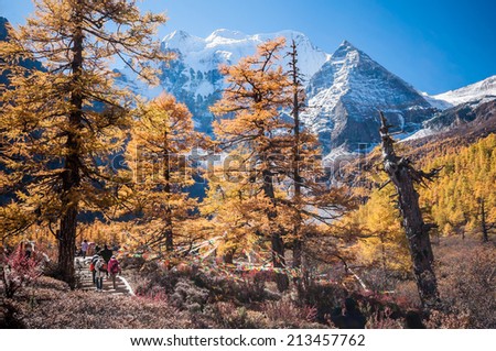 Daocheng, Sichuan , China - October 23, 2008 : Chinese tourist visiting autumn forest in Yading national level reserve in Daocheng, Sichuan Province, China.