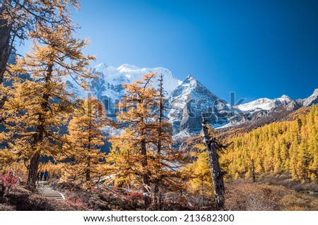 Daocheng, Sichuan , China - October 23,2008 : Chinese tourist visting autumn forest with mt. Chenrezig  in Yading national level reserve in Daocheng, Sichuan Province, China.