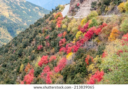 Colorful autumn with country road in Deqin, Yunan, China.