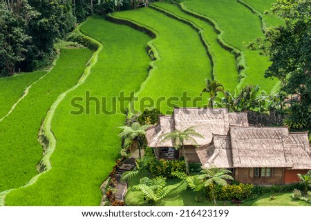 Terrace rice fields at Bedugul village in Bali Indonesia Terrace rice fields at Bedugul village in Bali Indonesia