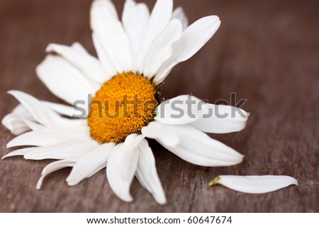 Chamomile on a wood floor with one petal plucked off. Loves or not loves me (fortune-telling)