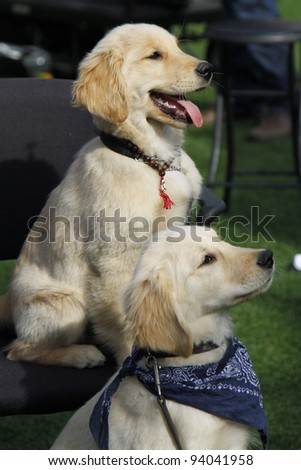 LOS ANGELES - JAN 31: Puppies from Disney\'s \