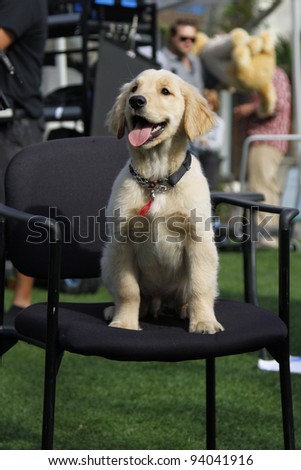 LOS ANGELES - JAN 31: A puppy from Disney's 