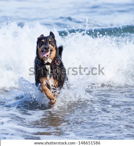 A dog running happily in the waves