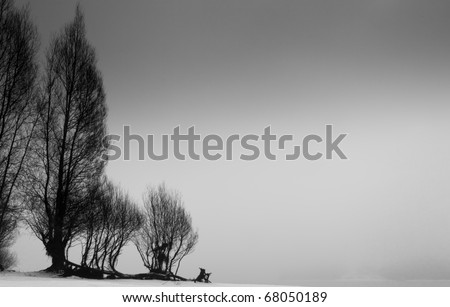 Black And White Pics Of Trees. stock photo : Black and White