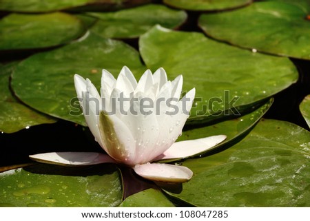 A lily pad blossom (Nymphaea Odorata Sol) in a residential landscape water feature