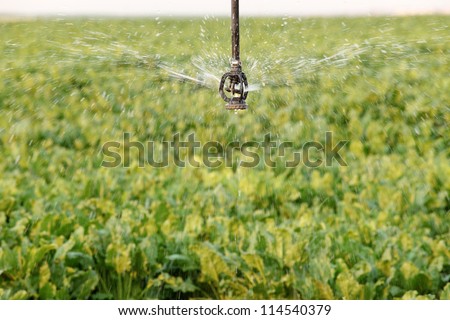 A single sprinkler from a center pivot sprinkler system waters sugar beets growing in the field