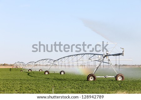 An agricultural sprinkler system in an alfalfa field