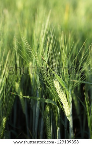 An ear of 2 row barley growing in the field.  When harvested, this barley is will be made into malt for beer.