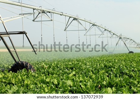 Agricultural sprinklers watering a field of sugar beets