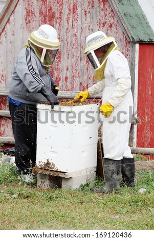 Raw honey being harvested from bee hives