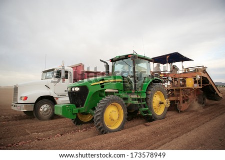 Phoenix, Arizona USA Jun. 4, 2009 Farmers and field hands use farm machinery in the field harvesting red potatoes.  The potatoes are dug by a potato combine, and taken to a cellar for storage.